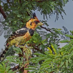 The crested barbet (Trachyphonus vaillantii)