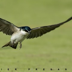 Golondrina Ceja Blanca
