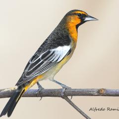 Icterus Bulockii macho juvenil