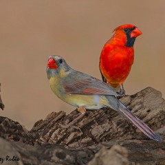 cardenales en pareja