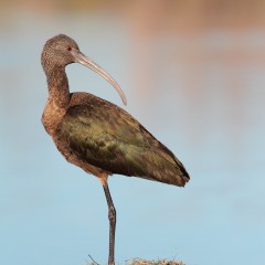 Cuervillo posador