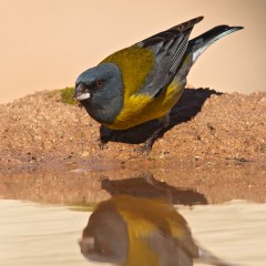 COMESEBO ANDINO VIII (Macho) (Phrygilus gayi)