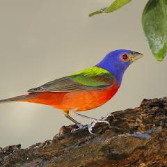 Passerina 7 colores (Painted Bunting)