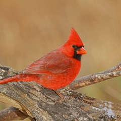 Cardenal de el norte