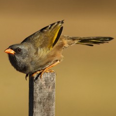 Verdn II...