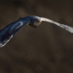 Aguila en Torres del Paine