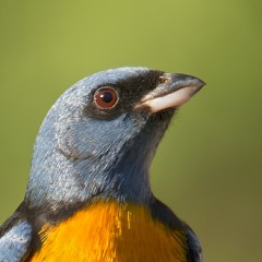 Naranjero