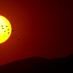 El atardecer y los ibis