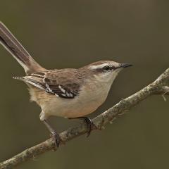 Calandria!!