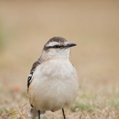 Calandria.