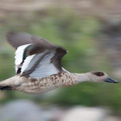 Pato volador