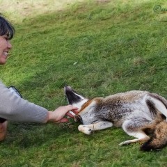 Zorrito quiere mimos