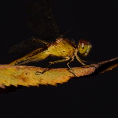 Flybondi