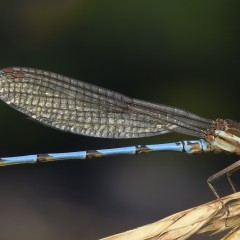 Caballito del diablo