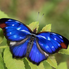 YING YANG (Myscelia orsis)