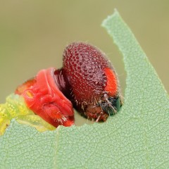 Apetito Prolijo
