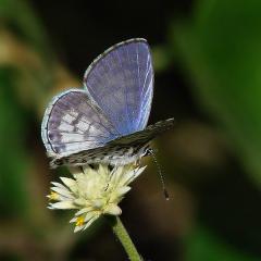 Azul Lilcea (vista dorsal)