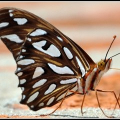 mariposa atenta!