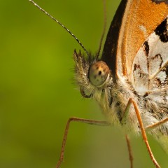 Mari
