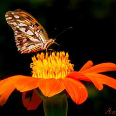 ESPEJITOS SOBRE FLOR
