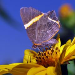 Mariposa en la Reserva