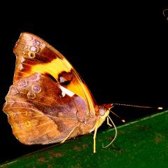 Marcada Anaranjada (Epiphile hubneri)