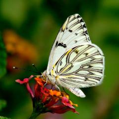 Lechera
