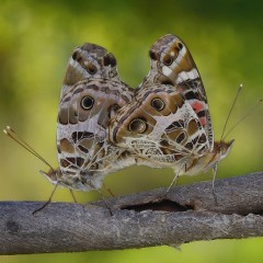 Vanessa braziliensis