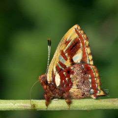 Colorida