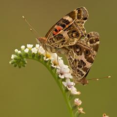 Cpula de Vanessa braziliensis