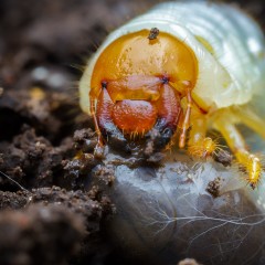 Larva De Escarabajo (Scarabaeidae)