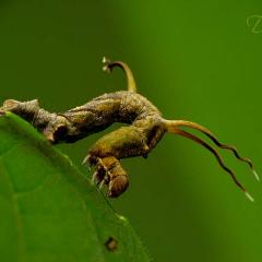 Medidora camuflada