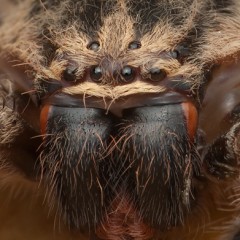 Araon del Monte
