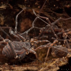 La cueva de los opiliones