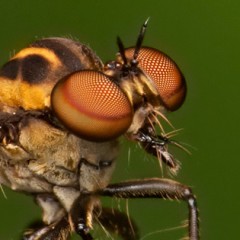 Asilidae