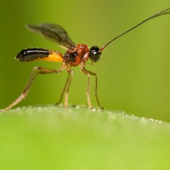 Parasitoide