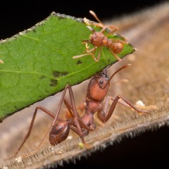 Carga pesada