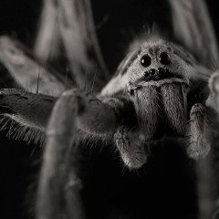 Dark
