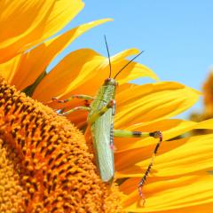 Mi girasol