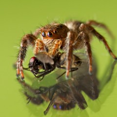 Araa cazamoscas