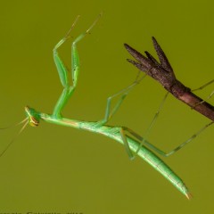 Juvenines Mantis, posando