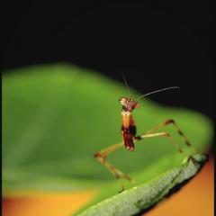 Mantis al fin!
