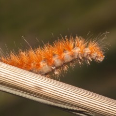 ORUGA NARANJA