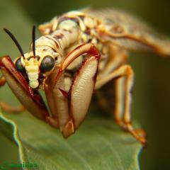 Mantis Toma II