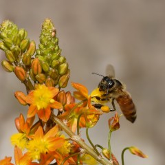 Abeja con carterita