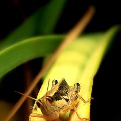 Langosta