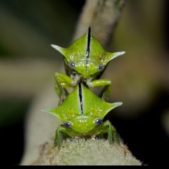 El Amort