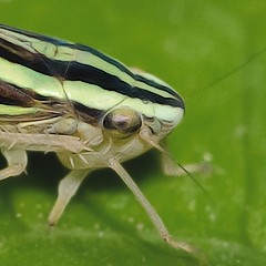 Cicadellidae