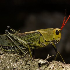 SALTAMONTES,