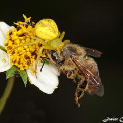 Mi Araa Favorita - Thomisus onustus